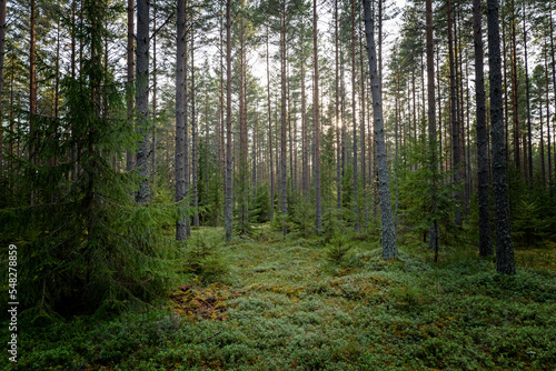 Tree forest landscape. Forest therapy and stress relief