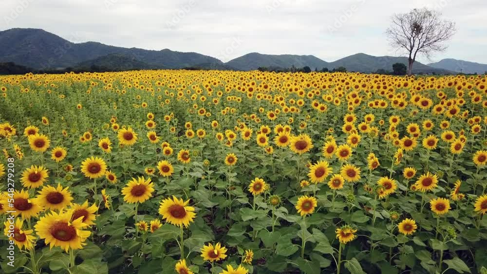Aerial beautiful sunflower field. Popular tourist attractions of Lopburi province. flower field on winter season Aerial beautiful sunflower field. Popular tourist attractions of Lopburi province. flower field on winter season