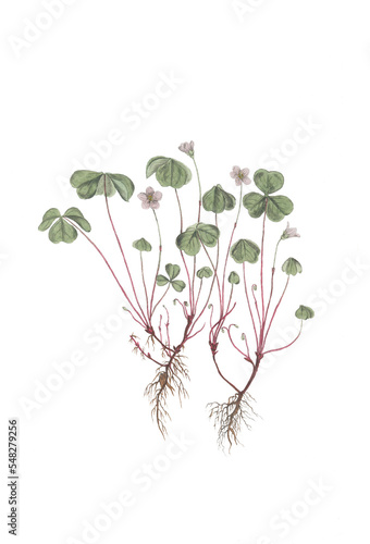 Fototapeta Naklejka Na Ścianę i Meble -  Vintage style illustration of plants