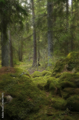 Tree forest landscape. Forest therapy and stress relief © Conny Sjostrom