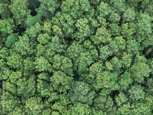 Aerial top view forest tree, Rainforest ecosystem and healthy environment concept and background, Texture of green tree forest view from above. 