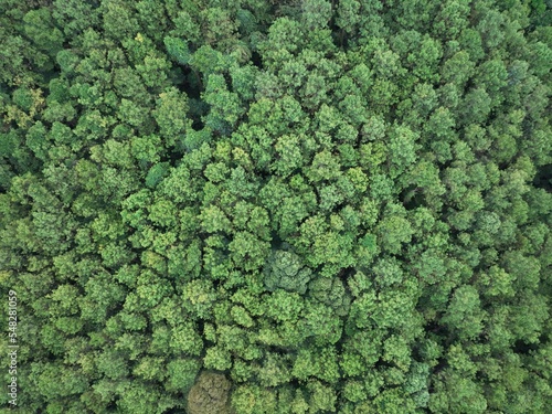 Aerial top view forest tree  Rainforest ecosystem and healthy environment concept and background  Texture of green tree forest view from above. 