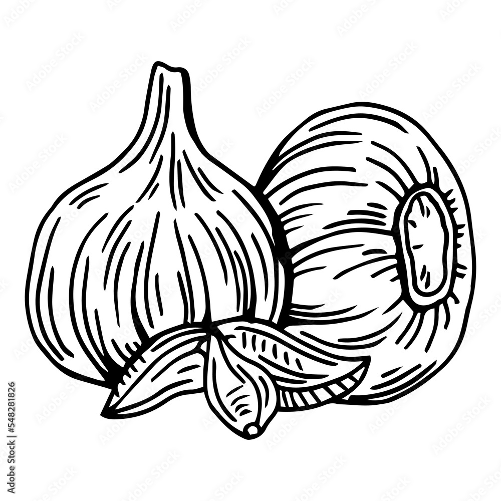 Garlic outline vector illustration. Farm market product, isolated vegetable, engraved bunch of garlic. Garlic outline vector illustration. Farm market product, isolated vegetable, engraved bunch of garlic.