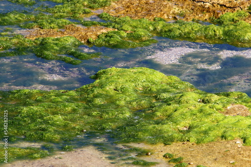 Fototapeta Naklejka Na Ścianę i Meble -  Green algae on the rocks on the Mediterranean coast.