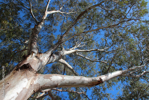 Obraz na płótnie gum tree in australia w salonie