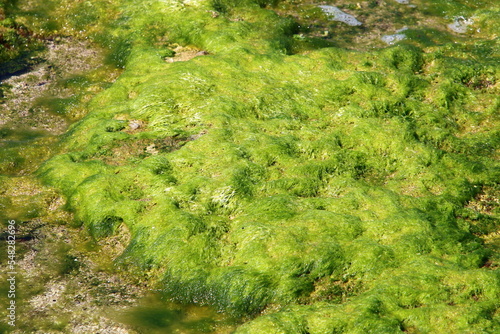 Green algae on the rocks on the Mediterranean coast.