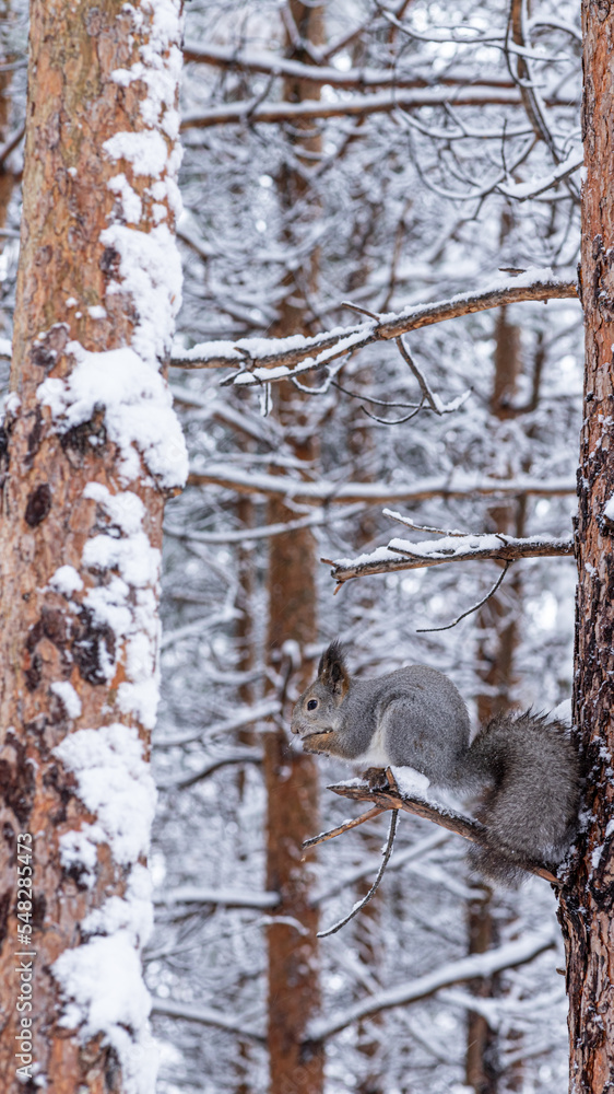A squirrel in a winter forest sits on a branch and eats a nut A squirrel in a winter forest sits on a branch and eats a nut