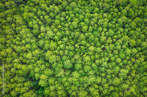 Aerial view of a pine tree plantation pattern