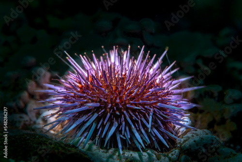 CalifUnderwater photo of a purple sea urchin on a reef in California's Channel Islands.  © cherylvb