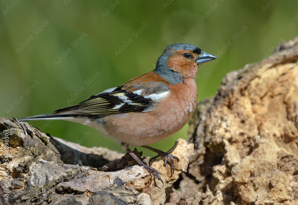Male Common Chaffinch (fringilla coelebs) posing on dry stump in breeding season Male Common Chaffinch (fringilla coelebs) posing on dry stump in breeding season