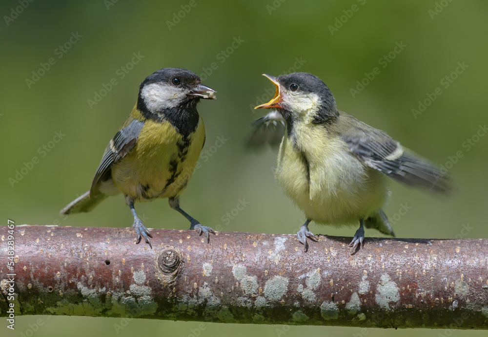Obraz premium Adult Great tit (parus major) feeding his crying and hungry chick with wide open mouth and wings
