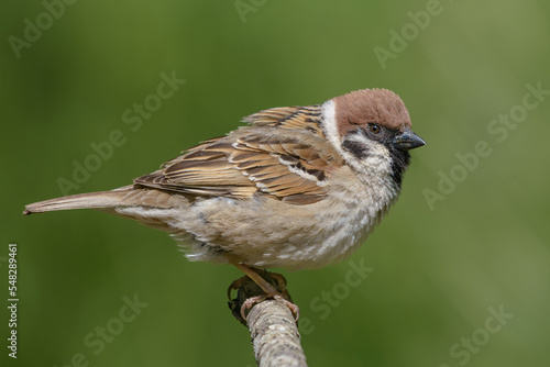 Eurasian tree sparrow (passer montanus) close posing for a clean portrait on simple perch 