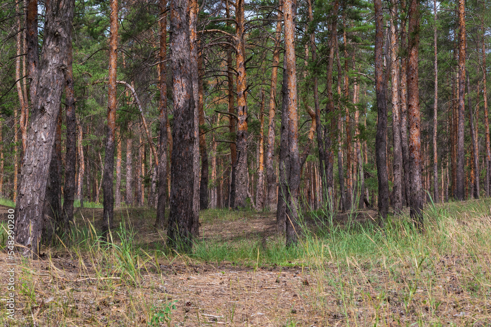 Obraz premium pine trees in forest at summer