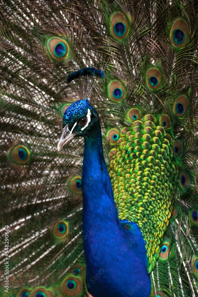 Obraz premium peacock with feathers