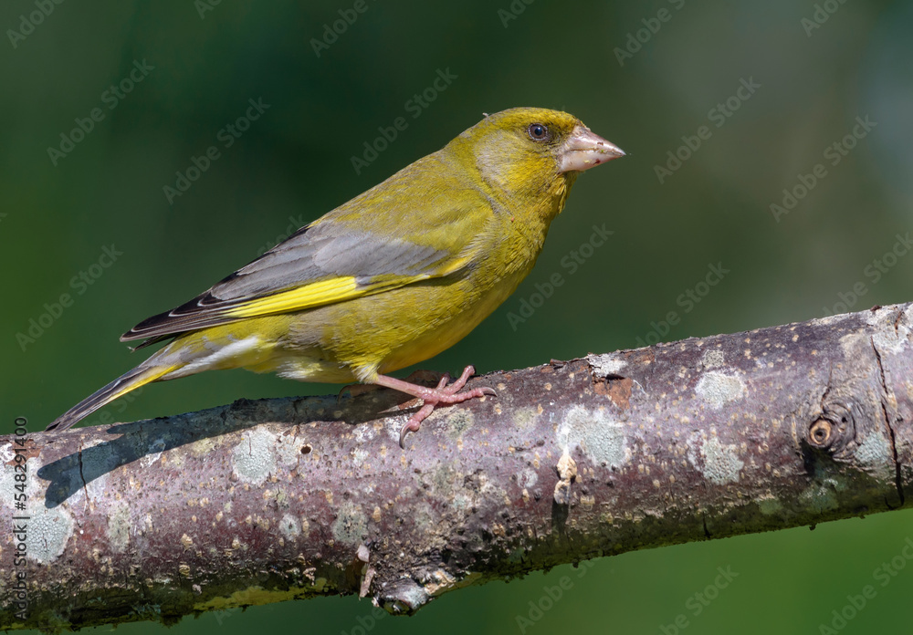 Male European Greenfinch (Chloris chloris) sitting on dry old looking twig with clean green background Male European Greenfinch (Chloris chloris) sitting on dry old looking twig with clean green background