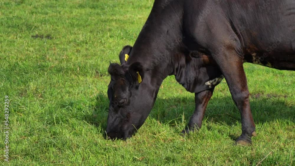 One black cow is eating grass in the pasture. One black cow is eating grass in the pasture.