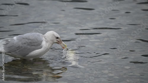 At the end point of their journey, salmon are returning from the sea to the river where they were born. Laying eggs and then die. Gulls are eating the dead ones while some live salmon swimming around
