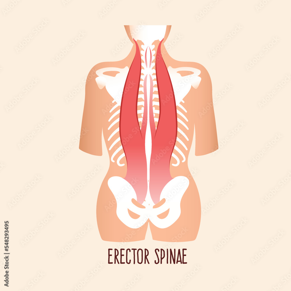 Erector Spinae Muscles Vector Illustration Stock Vector Adobe Stock 7024