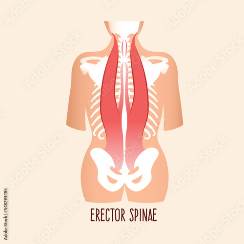Erector spinae muscles, vector illustration.  photo