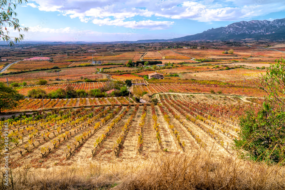 Laguardia Spain view of vineyard with lines of vines in colourful fields in Rioja region countryside