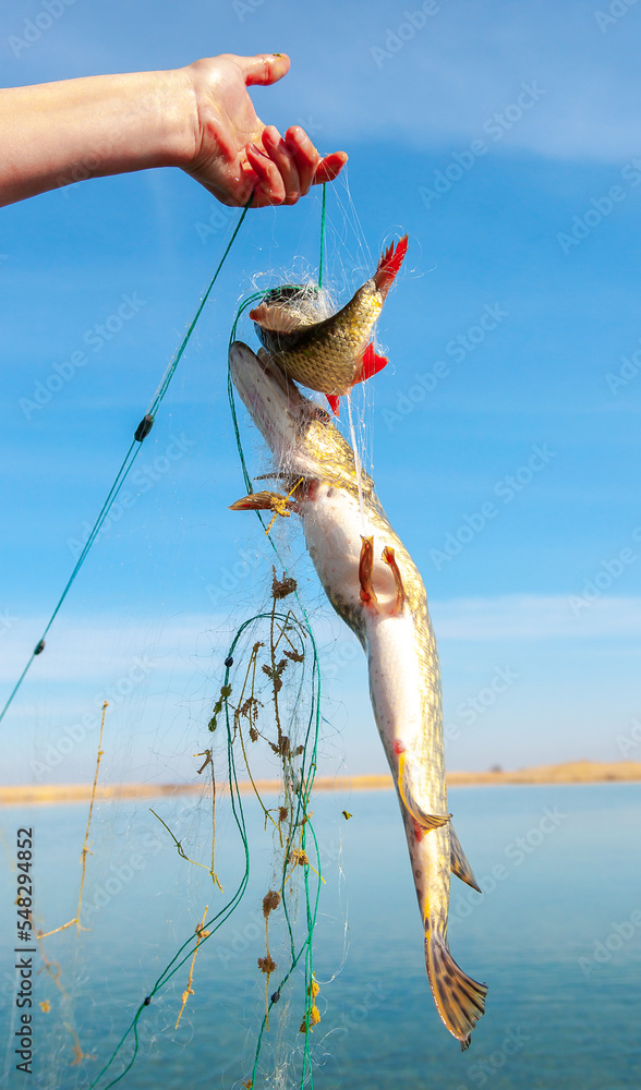 Fishing on the river, the fisherman caught the fish with nets. Poachers catch prey. Commercial