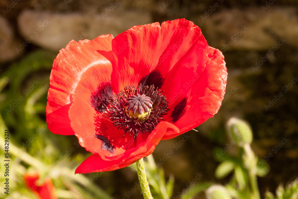 Single red poppy flower or Papaver rhoeas, with black spots at the base of the petals, against blurred green background