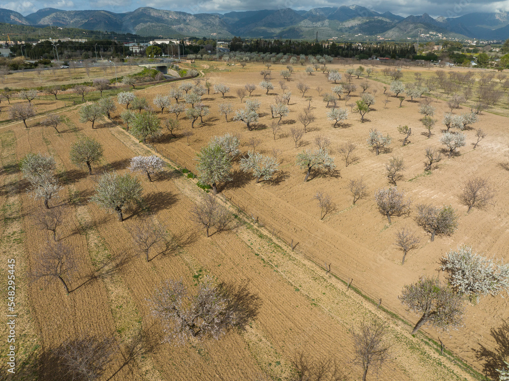 Fototapeta premium Aerial view, almond blossom, plantation with blossoming almond trees, near Son Sardina, Palma region, Mallorca, Balearic Islands, Spain