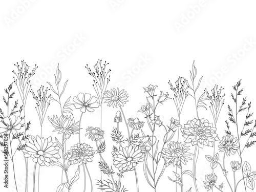 Silhouettes of wildflowers. Wild grass. Grassy summer vector background. Wild flower in a meadow, illustration of a black silhouette of a botanical plant.