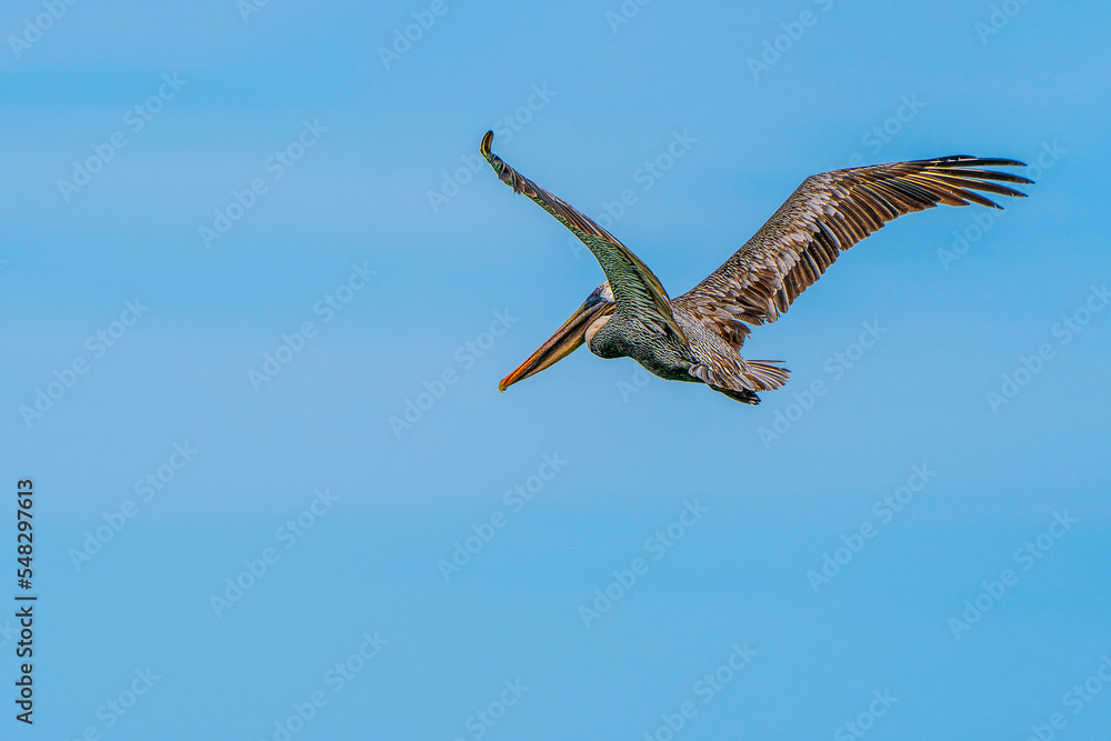 Obraz premium pelican in flight
