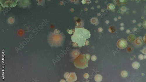time-lapse of the growth of bacterial colonies in a Petri dish on the agar surface