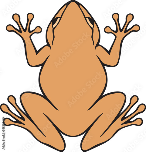 Common Coqui Frog Color. Vector Illustration.