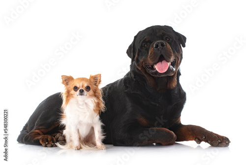 Fototapeta Naklejka Na Ścianę i Meble -  young chihuahua and rottweiler