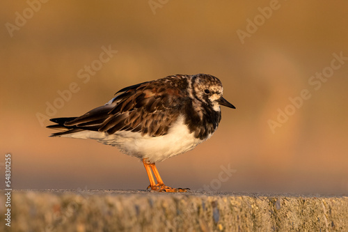 Turnstone standing on concrete sea wall 