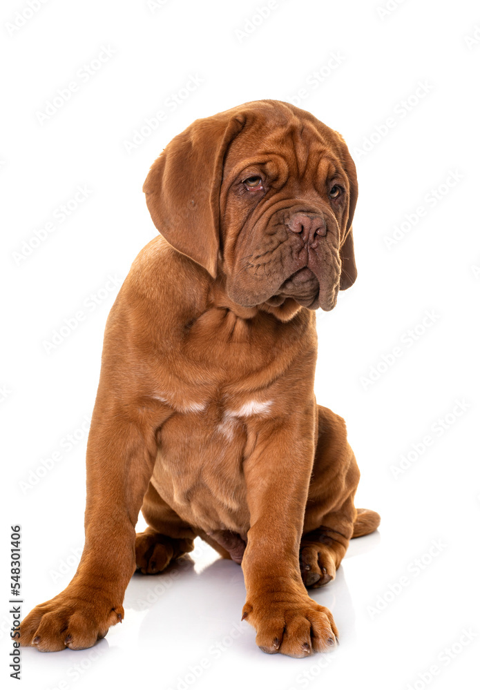 puppy Dogue de Bordeaux puppy Dogue de Bordeaux