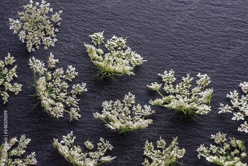 White flowers of hemlock ( Conium maculatum ) on black background.  Copy space photo