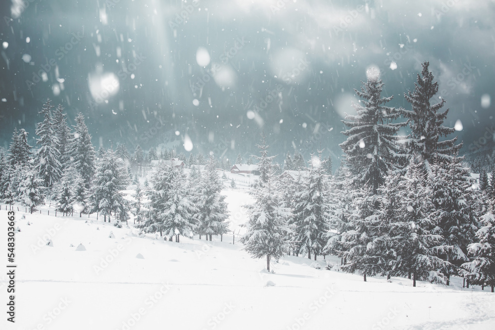 Obraz premium Snowy fir trees