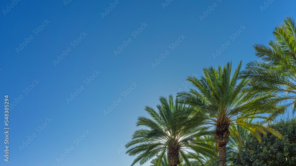 Fototapeta premium Row of palm trees in a row with clear blue sky.Row of palm trees in a row with clear blue sky.