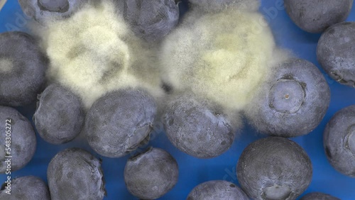 timelapse berries blueberries covered with mold the concept of wrong food