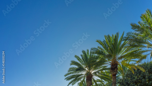 Row of palm trees in a row with clear blue sky.Row of palm trees in a row with clear blue sky.