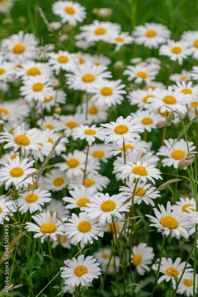 Wild flowers. Daisies among the green grass in the meadow. Wild flowers. Daisies among the green grass in the meadow.