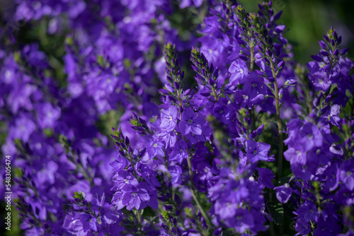  Beautiful blue floral background.