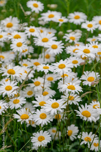 Daisies among the green grass in the meadow.