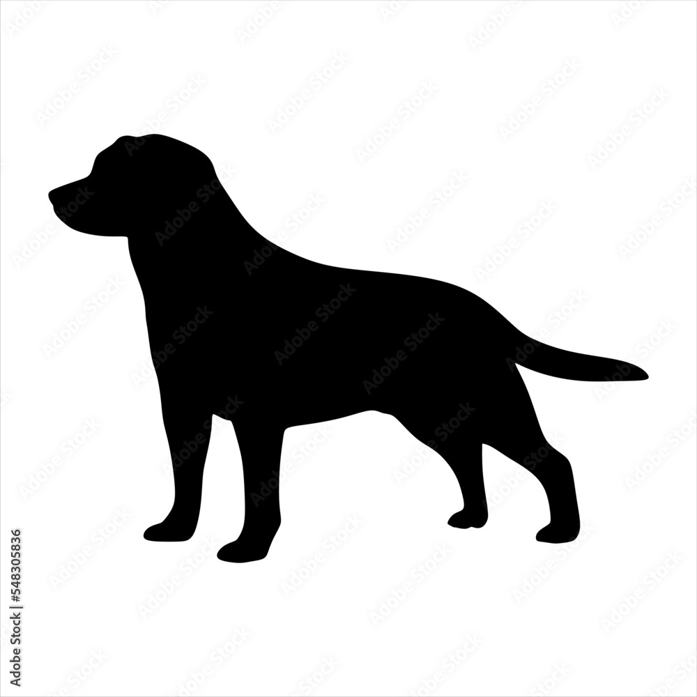 Dog Labrador Retriever breed on a white background. Dog Labrador Retriever breed Silhouette. Vector illustration