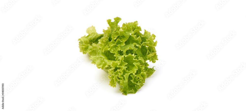 Fototapeta premium Lettuce Salad leaves, isolated on white background.