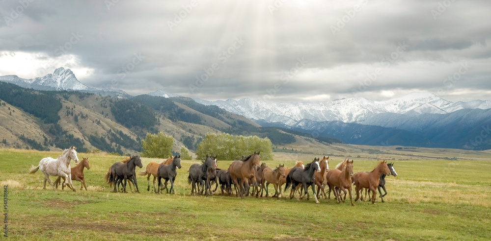Obraz premium Horse stampede in foothills of Montana mountains