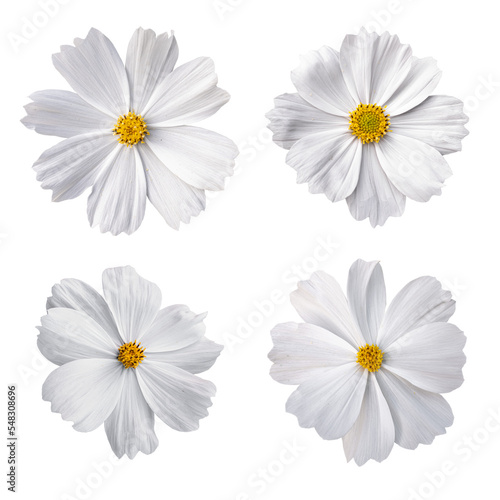 White cosmos flowers isolated on transparent background	