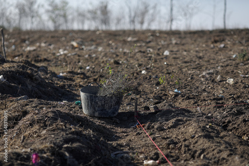 Wallpaper Mural Details with a bucket full of tree sapling during a tree planting activity on a garbage soiled field. Torontodigital.ca