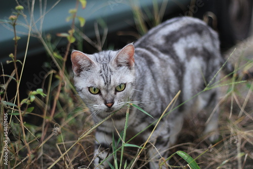 cat on grass