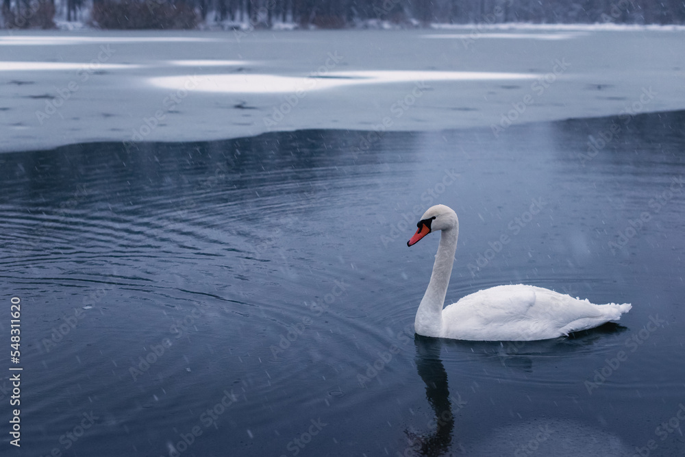 Beautiful white swan on a winter lake covered with ice. Swan in a winter landscape. Lone white swan floating on water, winter scene with snow. Falling snow. Photo of animals. 