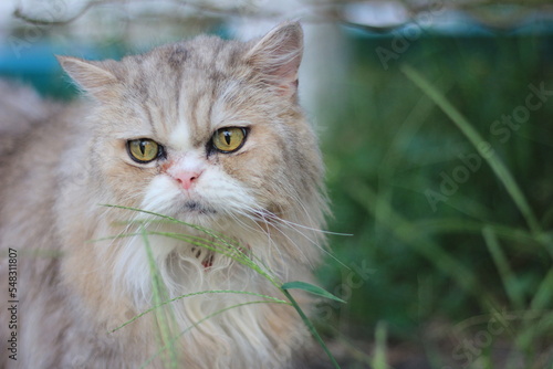 portrait of a cat